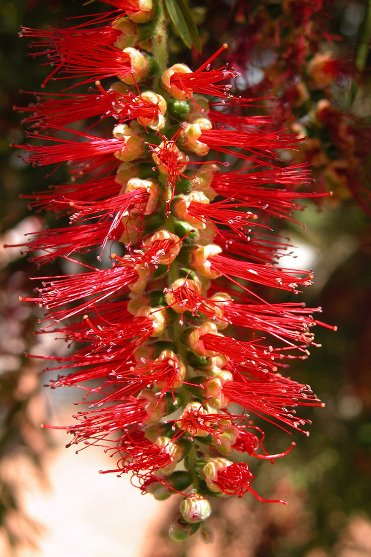 Josh Wallace photography - Australian Tree Flower Thing