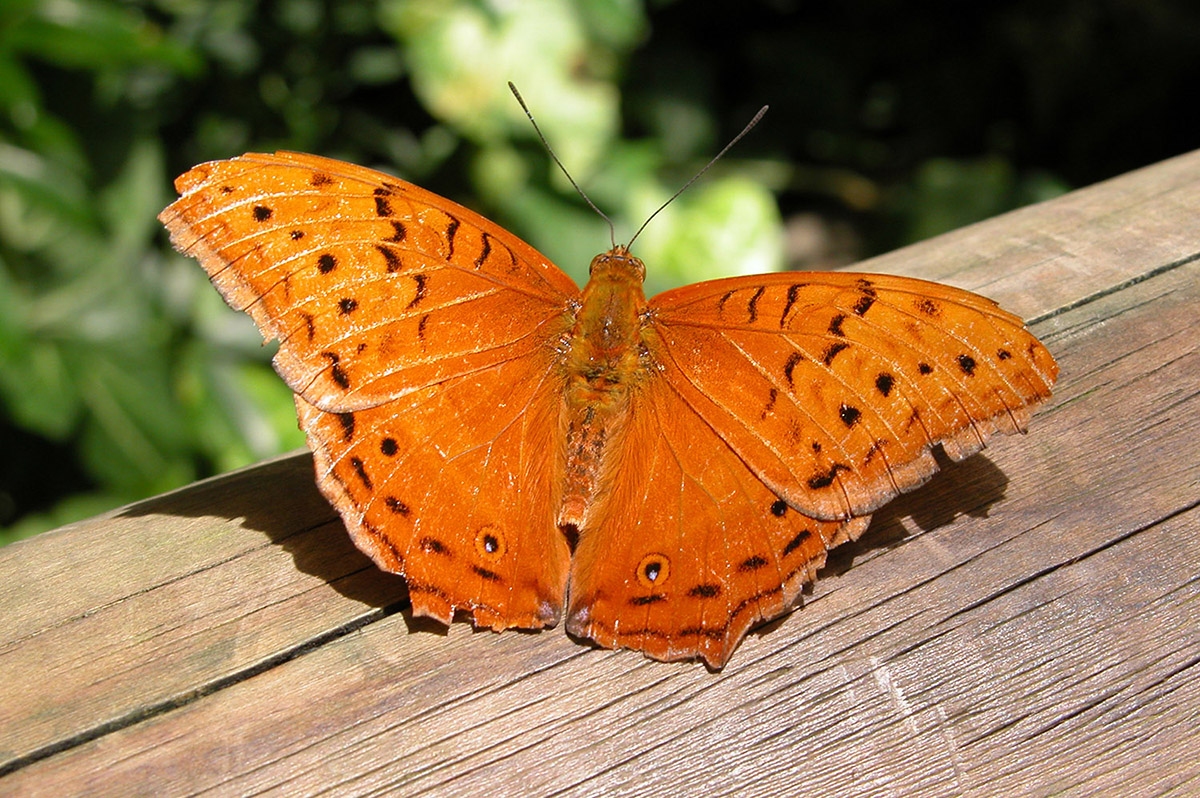 Josh Wallace photography - Butterfly Landing