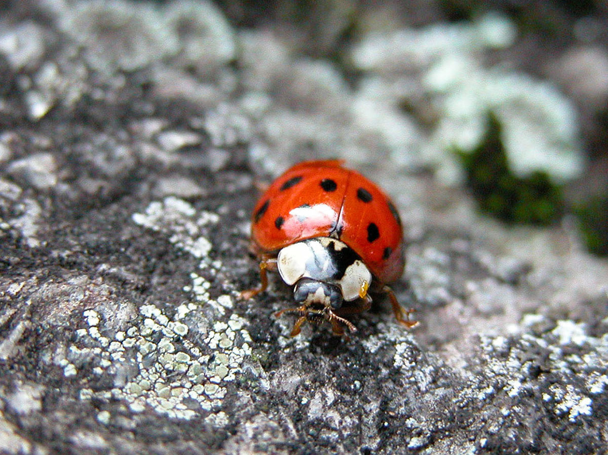 ladybug-photography Josh Wallace photography - Ladybug Lichen