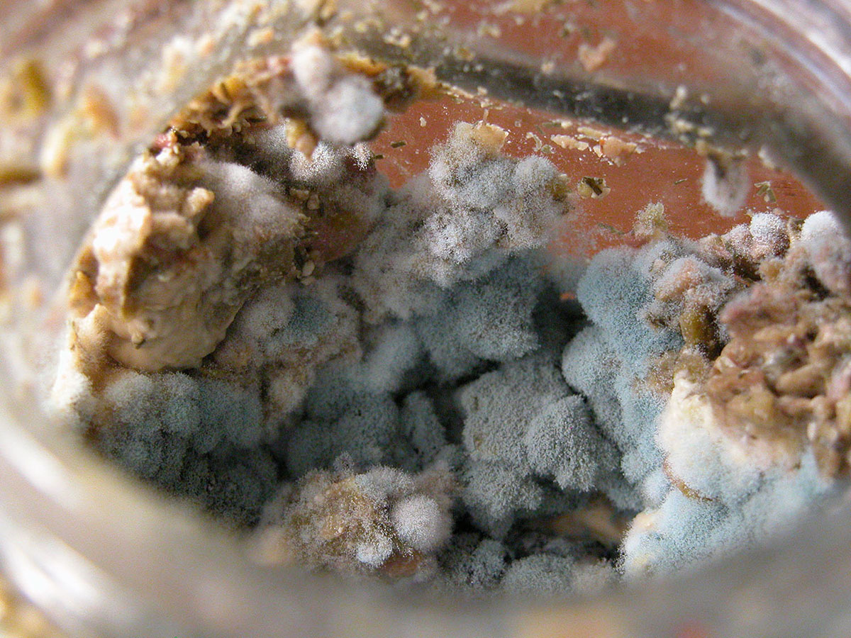 mold-photography Josh Wallace photography - Moldy Pesto