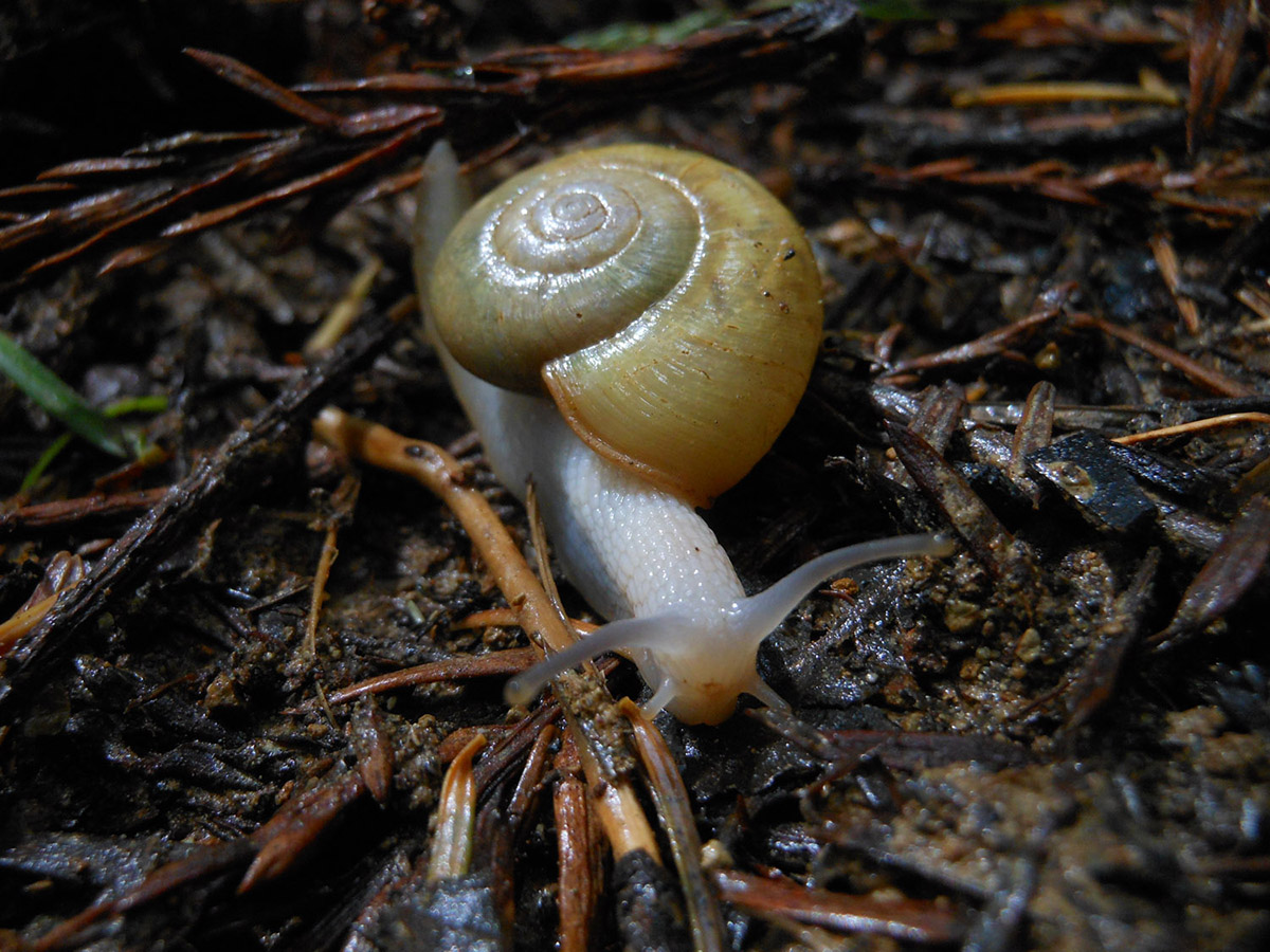 snail-photography Josh Wallace photography - Snail