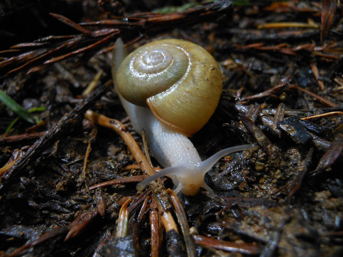 Josh Wallace photography - Snail