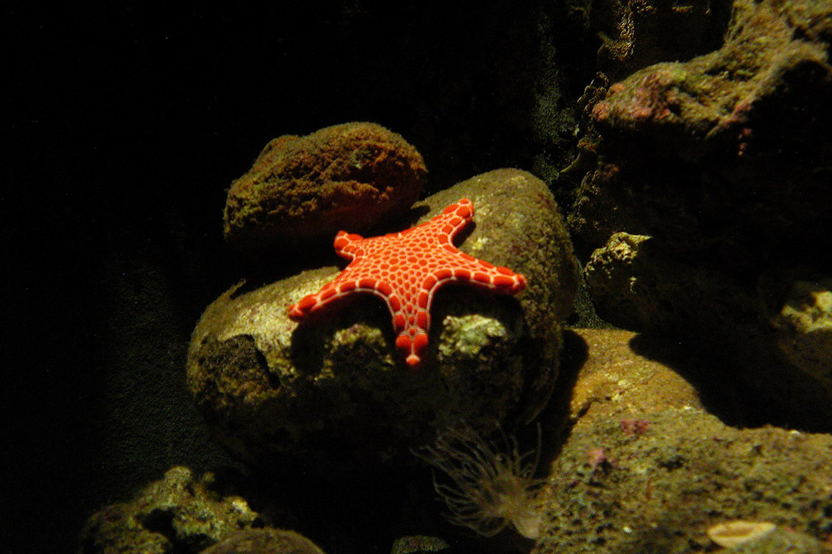starfish-photography Josh Wallace photography - Starfish Aquarium
