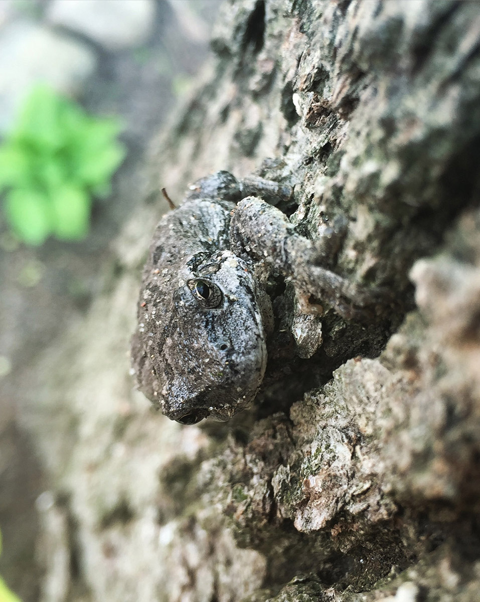 tree-frog-photography Josh Wallace photography - treefrog