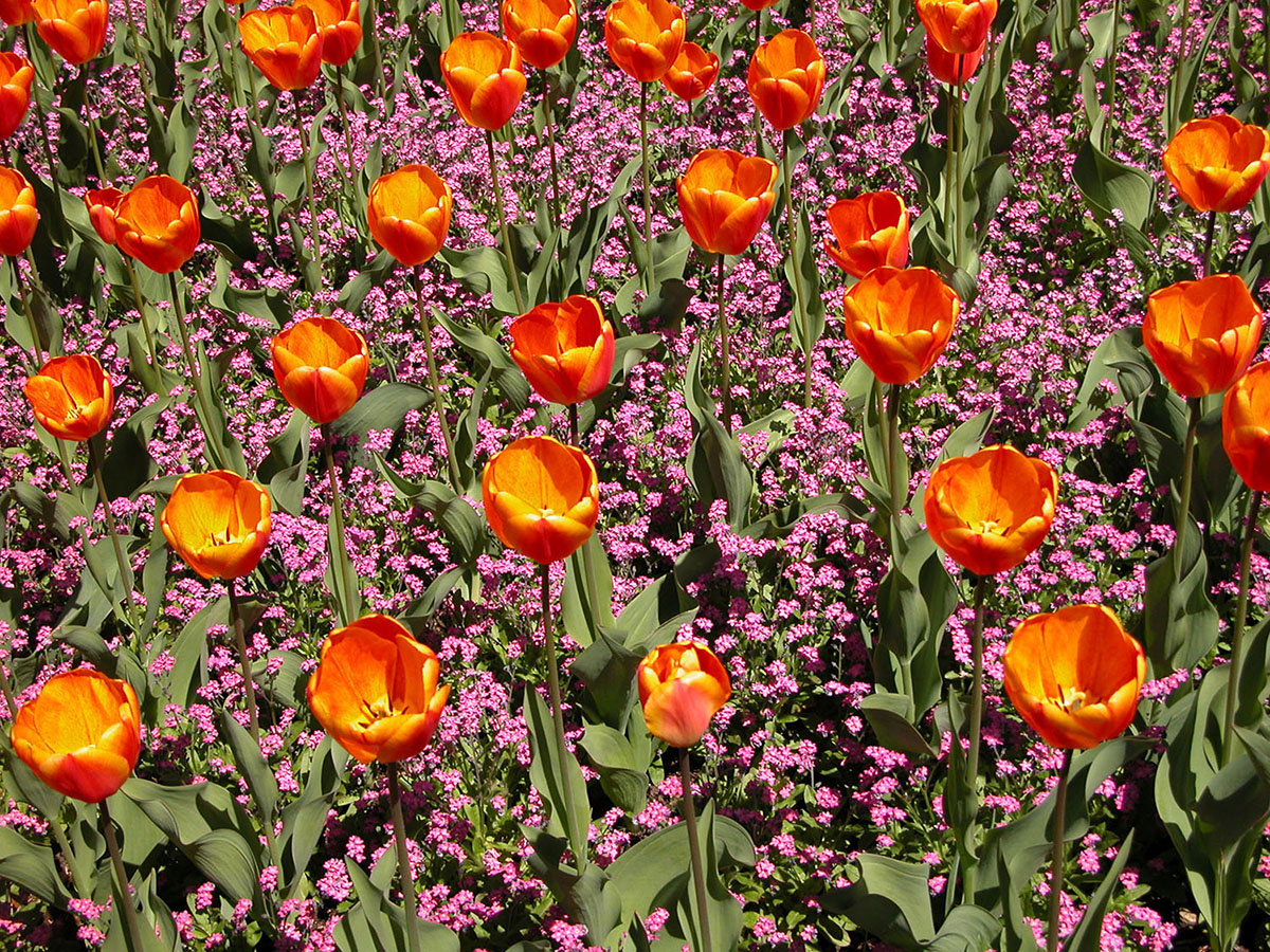 Josh Wallace photography - Botanical Garden Tulips, Queenstown, New Zealand